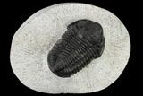 Detailed Gerastos Trilobite Fossil - Morocco #117792-1